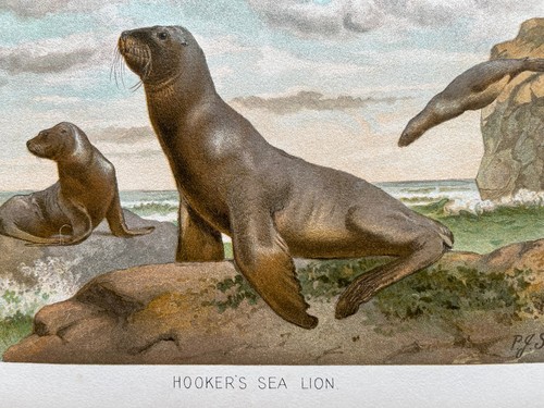 Antique chromolithograph - , of