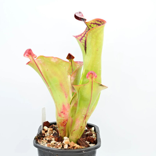 Heliamphora macdonaldae 01 - heliamphora, aw