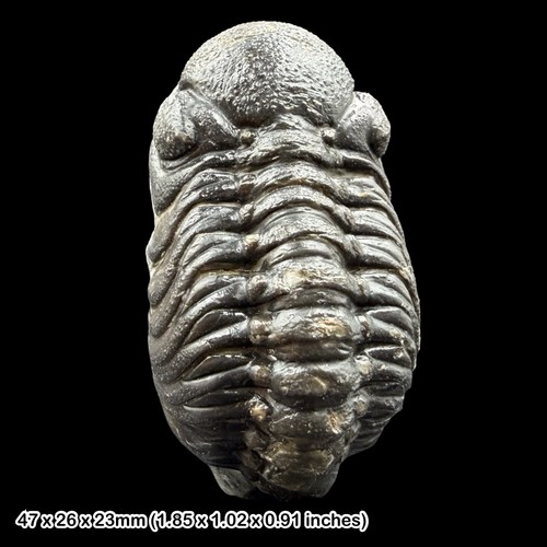 Phacops trilobite fossil - fossil, a