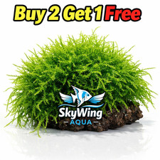 Golf Ball Live Aquarium Plant