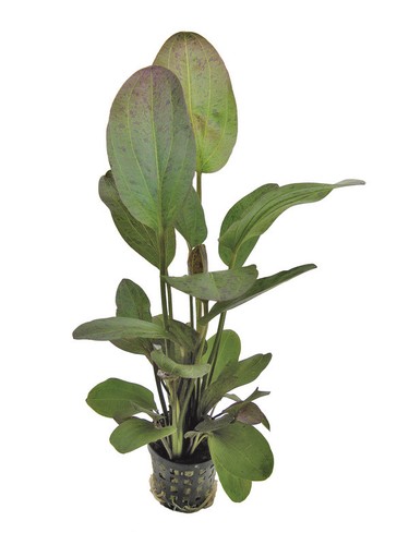 Live aquarium plants - aquarium,