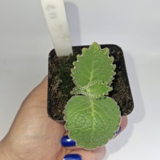 Indian Borage Cuban Oregano