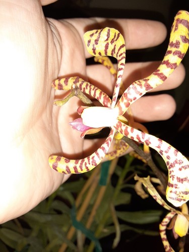 Scorpion orchid arachnis - scorpion, (arachnis