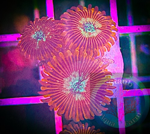 Saf magician zoanthid - saf~magician,