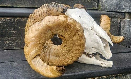 Huge skull taxidermy art - huge,