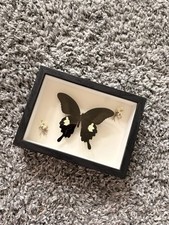 Large Butterfly Specimen