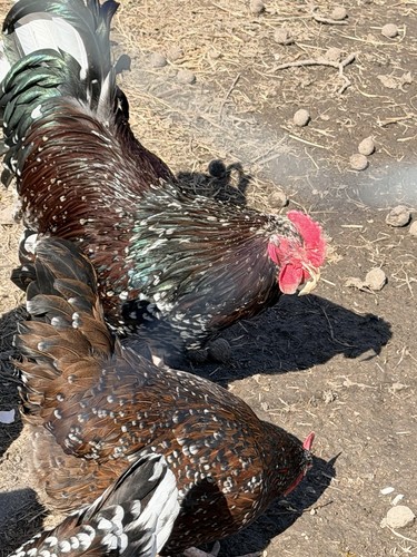 Speckled sussex hatching - sussex, eggs