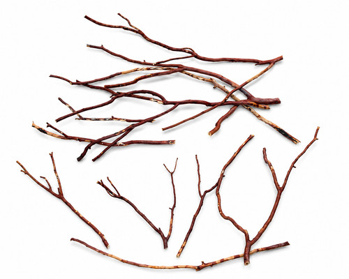 Manzanita wood branch - manzanita,