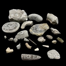 1kg British Fossil Mix