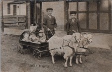 Goat Cart with Giant Plums