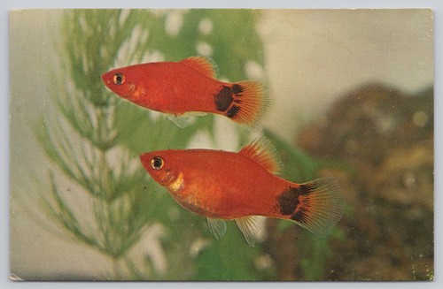 1962 red moon platy - 1962,