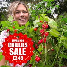 Scotch Bonnet Chilli Plug