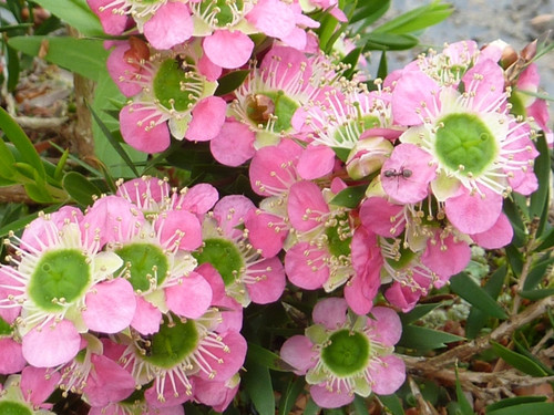 Leptospermum tickled pink - tickled,