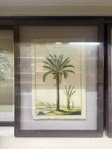 Framed botanical date palm - botanical,