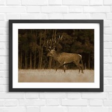 Majestic Red Stag Antlers