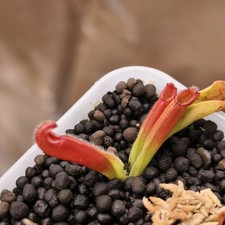 Heliamphora Hispida - Cerro