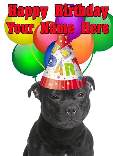 Staffordshire bull terrier - staffordshire,