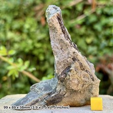 Large Fossil Fish Bone & Fins