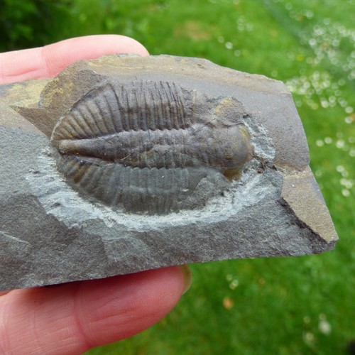 Fossil trilobite ogyginus - fossil,
