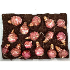 10 x organic Jerusalem