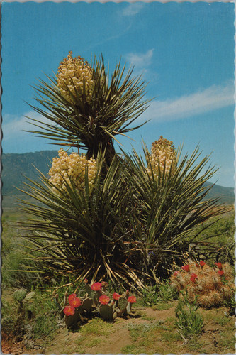 Pink blooms desert yucca - pink,