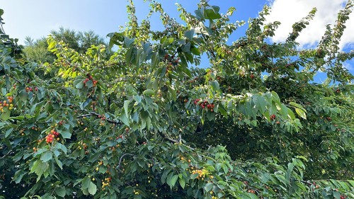 Cherry tree sapling - tree,