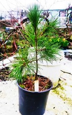 Macedonian pine/Pinus peuce 1