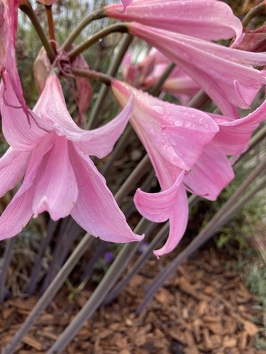 Three amaryllis belladonna - three,