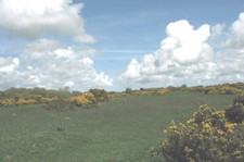 Photo 6x4 Low quality pasture