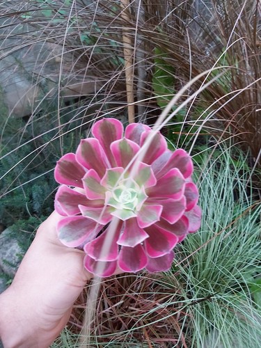 Aeonium medusa succulent - aeonium,