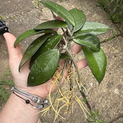 Healthy hoya carnosa - carnosa, plant