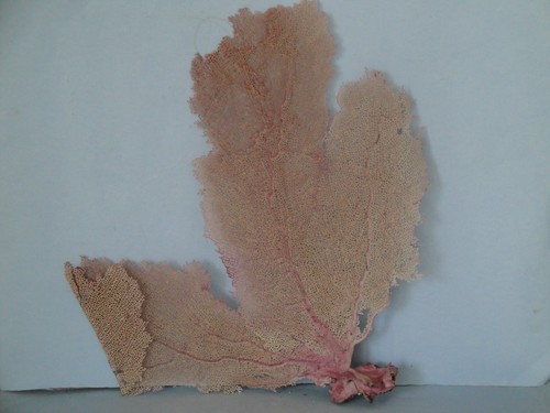 Large pink sea - x,