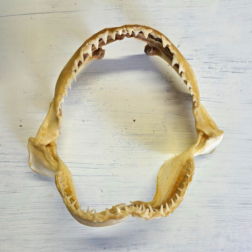 Shark jaw with teeth bone - jaw,