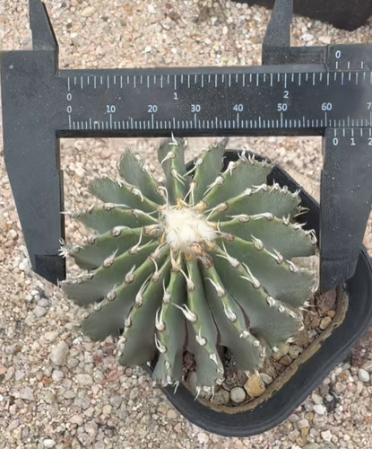 6cm random rare plant - random,