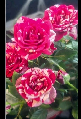 Miniature rose plant red - rose, plant,