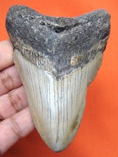 MEGALODON SHARK TOOTH - REAL