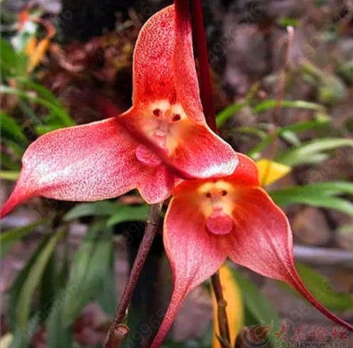 Pcs seeds cute monkey face - seeds,