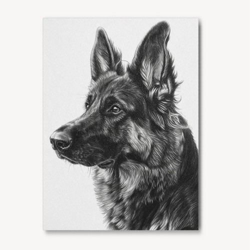 German shepherd pencil drawing - german,