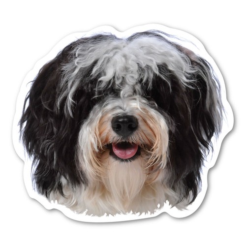 Havanese magnet - havanese,