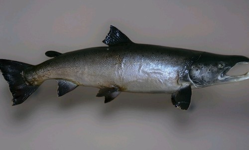 Huge taxidermy salmon aune - huge,
