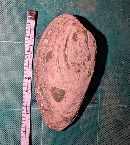 Large jurassic bivalve fossil - large,
