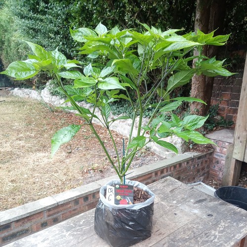 Carolina reaper chilli - carolina,