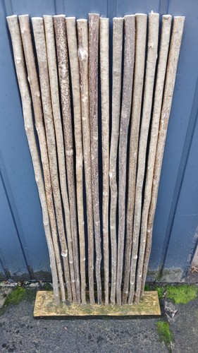 Hazel walking stick shanks - walking,