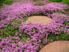 3 Purple Creeping Thyme Herb