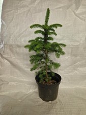 Norway Spruce, Picea Abies