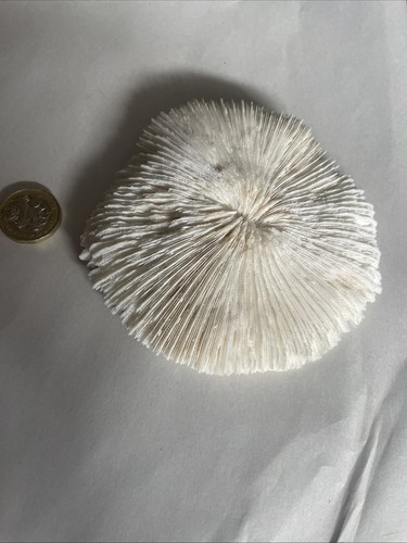 20cm antique natural - antique, mushroom