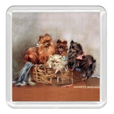 POMERANIAN Dog Acrylic Coaster