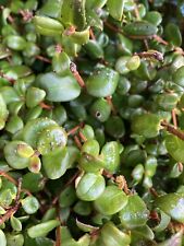 Myrtus ugni or Strawberry Myrtle (30 cm height) Free UK Post