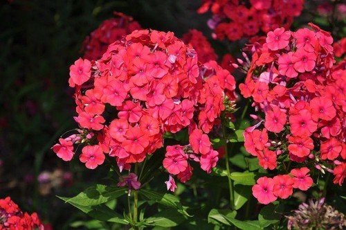 Phlox red seeds - phlox, 30