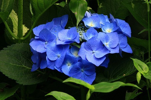 Hydrangea blue wave shrub - wave,